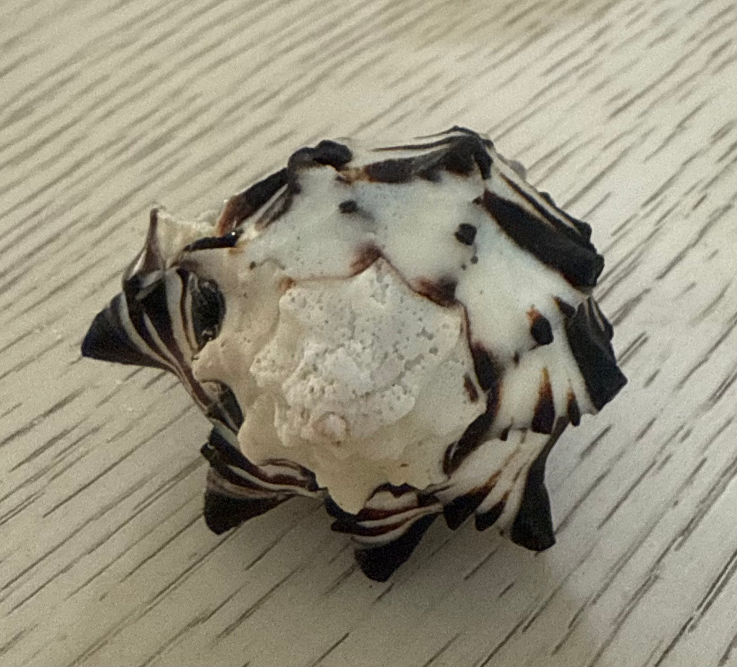 Ocean breeze conch candle