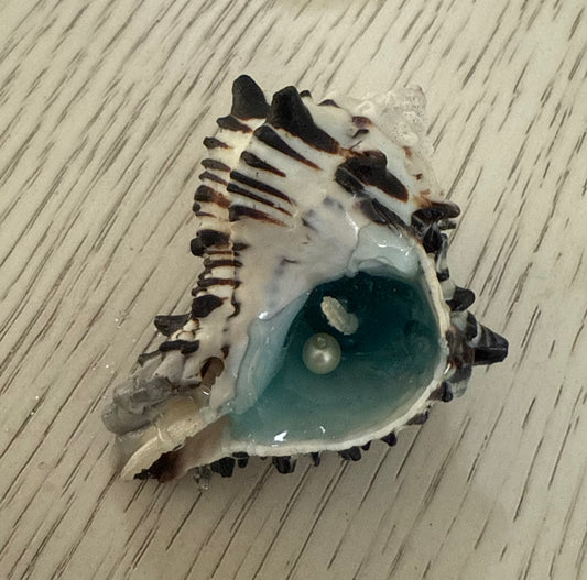 Ocean breeze conch candle