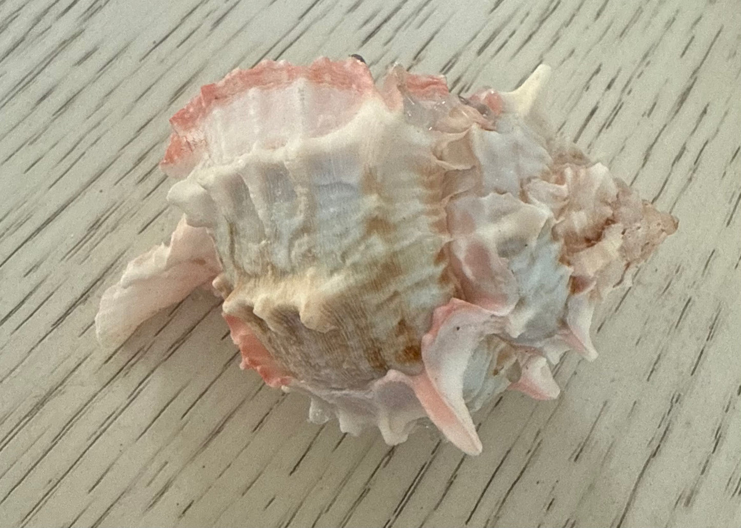 Ocean breeze conch candle