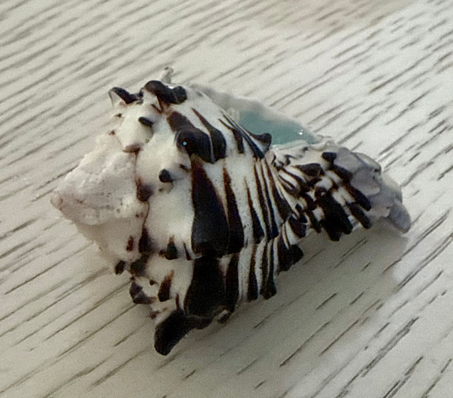 Ocean breeze conch candle